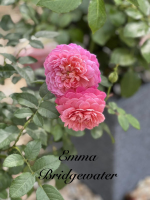 Emma Bridgewater .jpeg